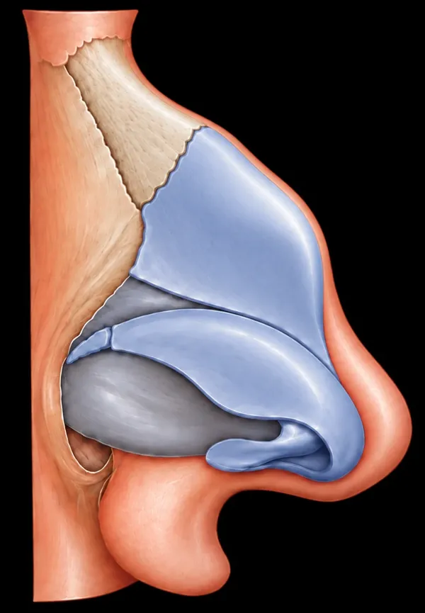Side view illustration: hump running across bone and cartilage
