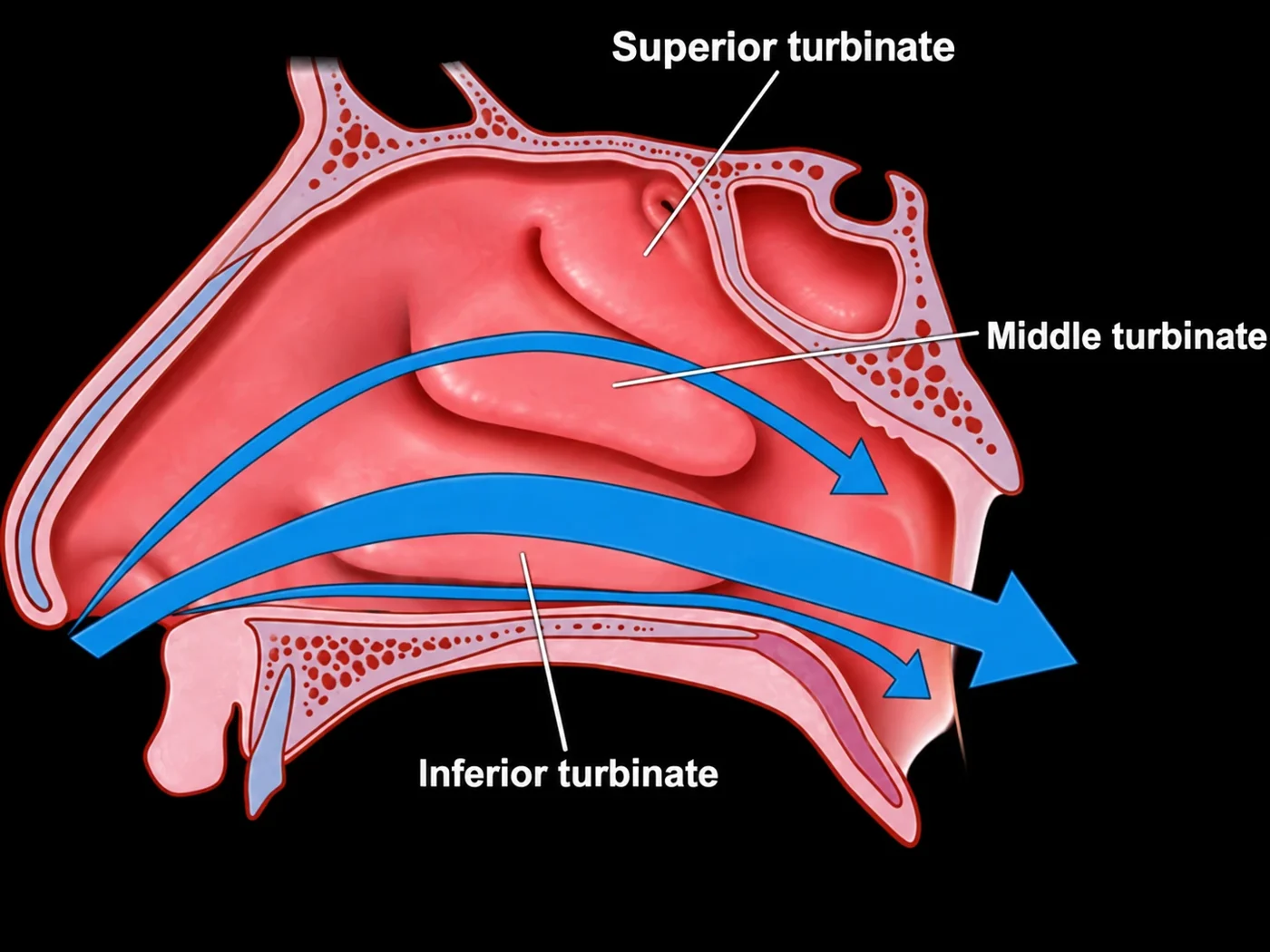 Cross-section of the nasal cavity showing the superior, middle and inferior turbinates and the path of airflow