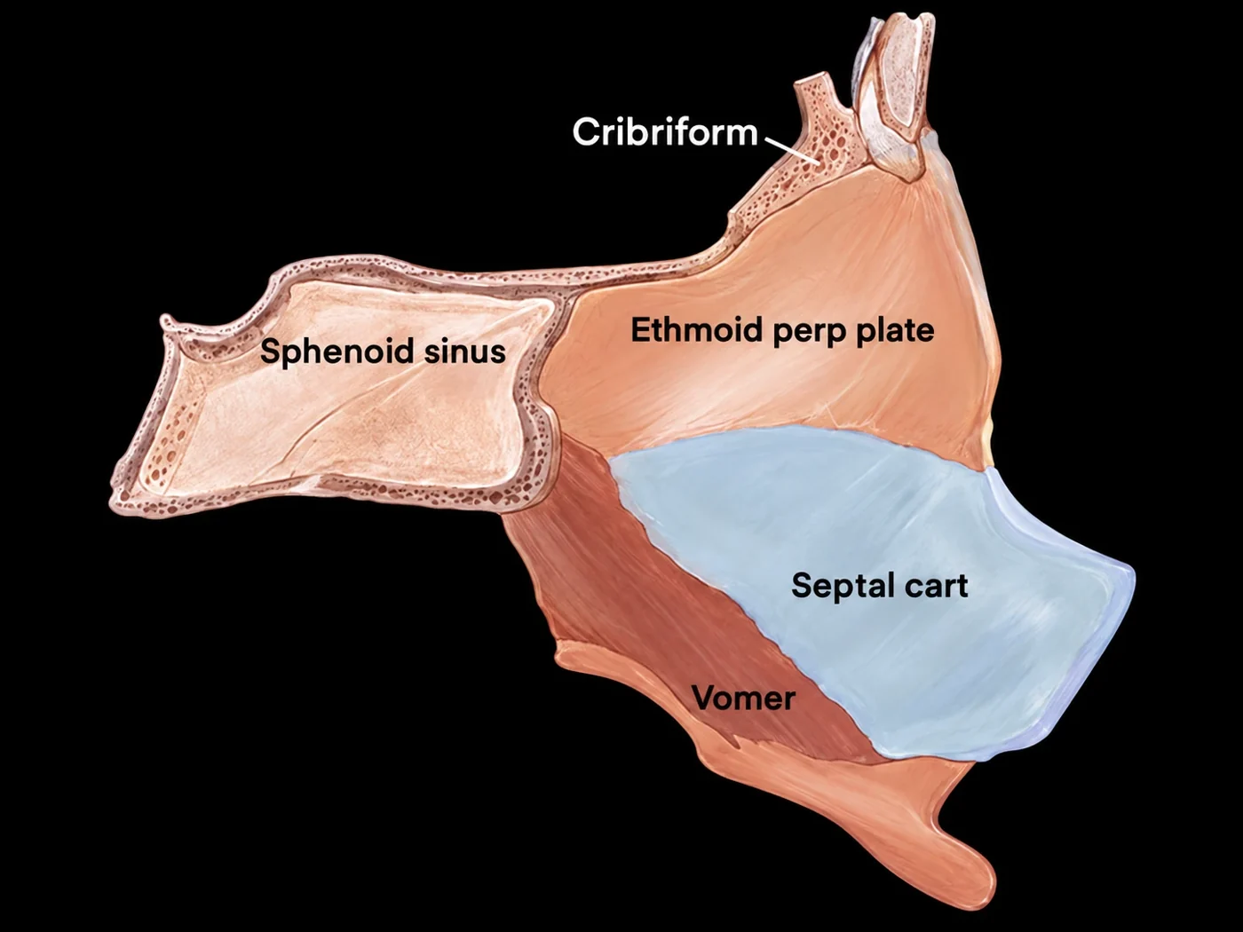 The nasal septum from the side: septal cartilage in front, the ethmoid perpendicular plate and vomer bone behind, with the cribriform plate and sphenoid sinus